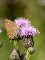 White-letter Hairstreak Feeding on Creeping Thistle