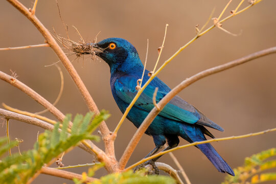 Greater blue-eared starling (Lamprotornis chalybaeus), cubango river, bwabwata national park, namibia