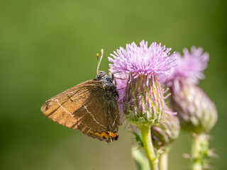 White-letter Hairstreak Feeding on Creeping Thistle