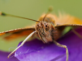 Comma Butterfly