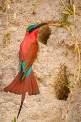 Southern carmine bee-eater (Merops nubicoides), Cubango River - Bwabwata National Park, Namibia