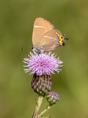 White-letter Hairstreak Feeding on Creeping Thistle
