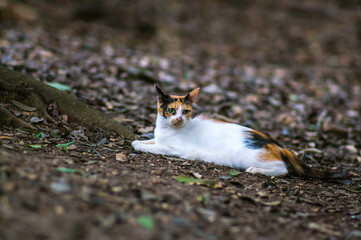 日本の森に暮らす好奇心旺盛な野生の三毛猫