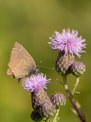 White-letter Hairstreak Feeding on Creeping Thistle