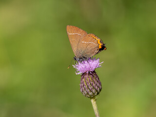 White-letter Hairstreak Feeding on Creeping Thistle