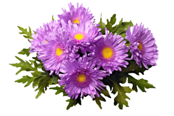 Purple aster flowers in a floral arrangement isolated on white or PNG transparent background