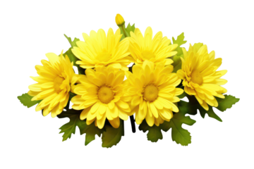 Yellow chrysanthemum flowers in a floral arrangement isolated on white or transparent background