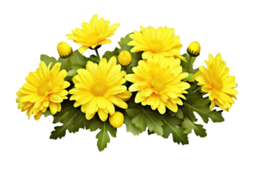 Yellow chrysanthemum flowers in a floral arrangement isolated on white or transparent background