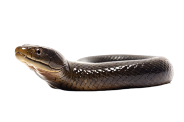 snake isolated on white