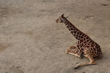 Close up of lonely baby giraffe sitting or resting on the field taken in Kyoto City Zoo, Japan