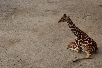 Obraz premium Close up of lonely baby giraffe sitting or resting on the field taken in Kyoto City Zoo, Japan