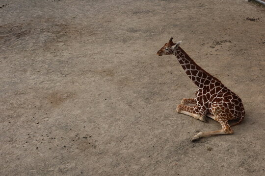 Close up of lonely baby giraffe sitting or resting on the field taken in Kyoto City Zoo, Japan