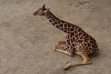 Close up of lonely baby giraffe sitting or resting on the field taken in Kyoto City Zoo, Japan © Tiffany