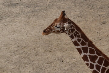 Close up of lonely baby giraffe sitting or resting on the field taken in Kyoto City Zoo, Japan