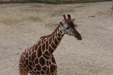 Close up of lonely baby giraffe sitting or resting on the field taken in Kyoto City Zoo, Japan