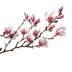 Obraz premium Illustration of beautiful blooming magnolia branch with pink flowers. Floral decorative element on transparent background. PNG clip art element.