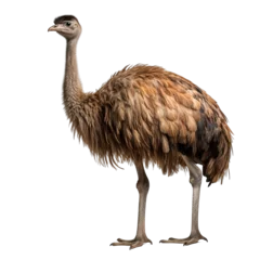 Gordijnen ostrich isolated © Ariestia