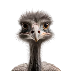 Zelfklevend Fotobehang close up of an ostrich © Ariestia