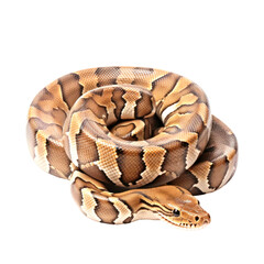 Obraz premium Boa constrictor snake isolated on white or transparent background, png clipart, design element. Easy to place on any other background.