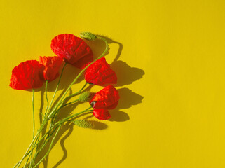 Red poppies flower on yellow background. Bouquet of red poppy. Common poppy yellow layout. Bunch of red flowers. Card, frame, boarder. Papaver rhoeas layout, copy space.  Minimal aesthetic. 