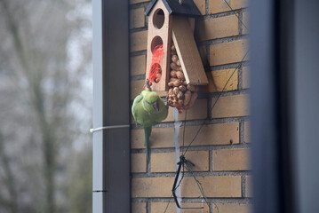 A green parrot, female rose-ringed parakeet, Psittacula krameri, holding on to a house shaped bird...