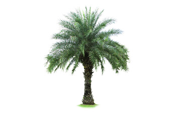 Palm trees with the word palm on the bottom. Palm trees Isolated tree