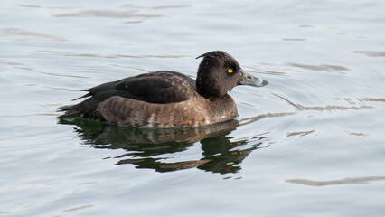 great crested grebe