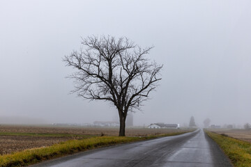 Tree on Rural Road in Winter