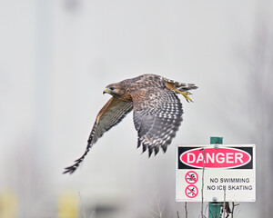 Red-shouldered Hawk in Flight