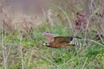 Red-shouldered Hawk in Flight