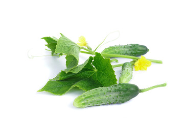 Fresh cucumbers isolated on white