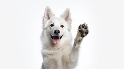 cute dog giving high five