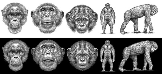 Vintage engraving isolated chimpanzee set illustration chimp ink sketch. Monkey background primate silhouette art. Black and white hand drawn image - obrazy, fototapety, plakaty