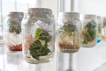 Botanical laboratory culture plants growing in sterile jars for study. Education and science concept.