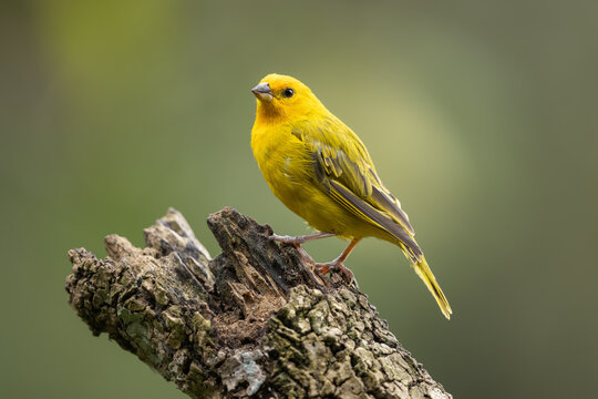 Saffron finch perched on a tree