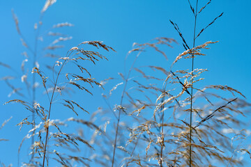 Dry grass close-up against the blue sky in autumn. Natural background for text.