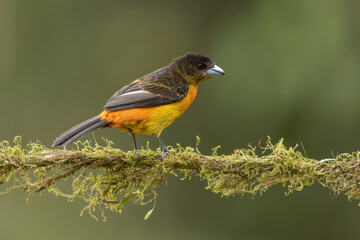 Flame-rumped Tanager perched on a branch