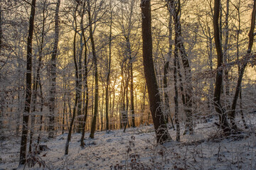 View of a sunset through the snowy forest in the Taunus near Bad Schwalbach/Germany
