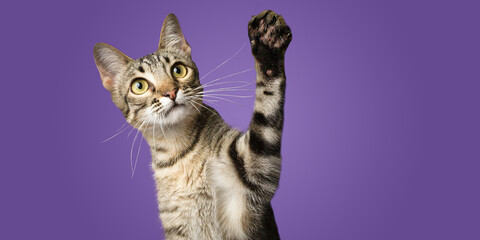 Cute cat kitten with raised paw up purple background	isolated
