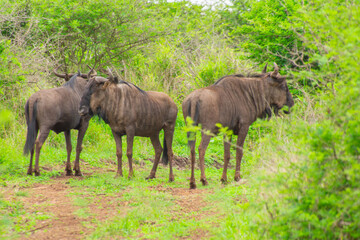 Naklejka na ściany i meble Pretty specimen of wildebeest in her natural habitat in South Africa