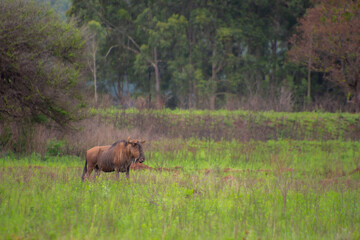 Pretty specimen of  wildebeest in her natural habitat in South Africa