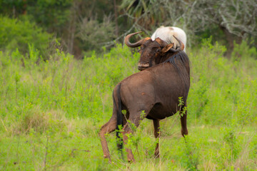 Pretty specimen of  wildebeest in her natural habitat in South Africa