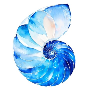 Nautilus shell watercolor illustration on white background.
