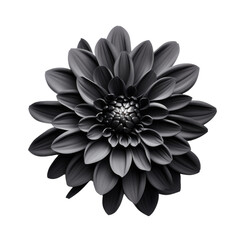 Black flower on transparent background