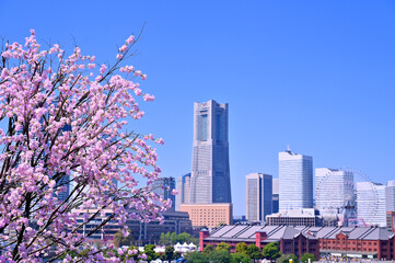 Cherry blossom or Sakura full bloom with Cityscape of Yokohama city, Skyline and office building in Minatomirai, Yokohama city port, Kanagawa, Japan - obrazy, fototapety, plakaty