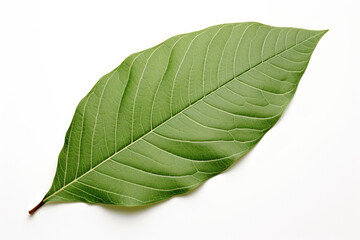Obraz premium large green leaf isolated on white