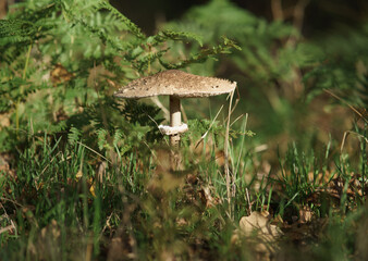 mushroom