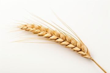 wheat ear isolated on white