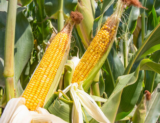 Fresh organic corn field, Izmir / Turkey