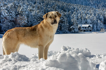 Golcuk / Bolu / Turkey, winter snow landscape and dog.  Travel concept photo.